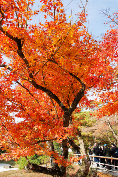 Kinkakuji Temple Gardens - Kyoto