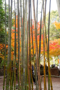 Arashiyama Bamboo Grove - Kyoto