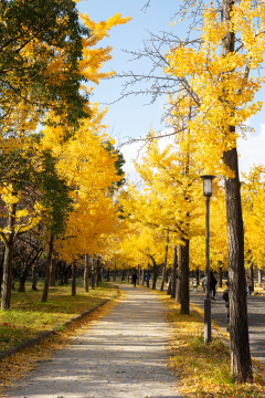 Autumn - Osaka